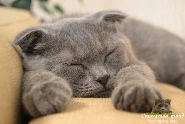 Скільки кішка може спати