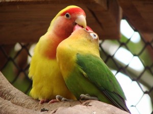 Папуги нерозлучники - це веселі і цікаві птиці, тому вони чудово відчувають себе в наших квартирах