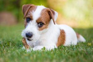 Собаки породи джек-рассел-тер'єр поділяються на види за типом і кольором вовняного покриву