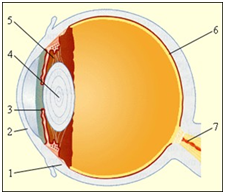 Для очей характерна практично куляста форма і діаметр приблизно 2,5 см