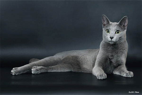 Російські блакитні - це елегантні зеленоокі кішки
